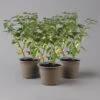 Blu Bio Chilipflanze Tropfen-Chili, Topf-Ø 15 Cm, 3er Set