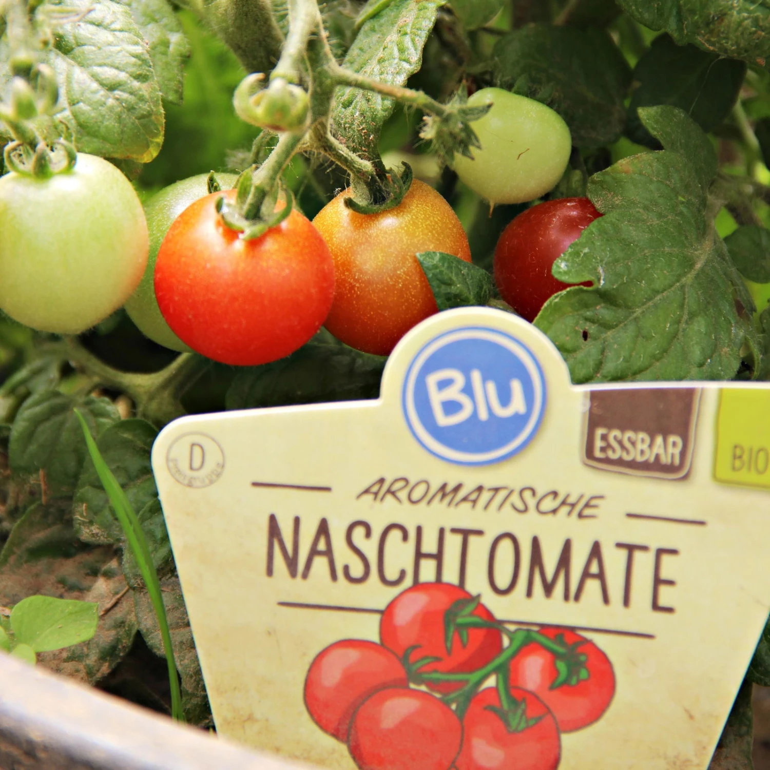 Blu Bio Cocktailtomate 'Naschtomate F1', Topf-Ø 12 Cm, 3er Set – Bild 3
