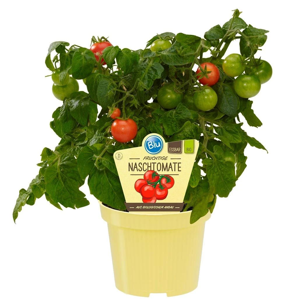 Blu Bio Cocktailtomate 'Naschtomate F1', Topf-Ø 12 Cm, 3er Set – Bild 2