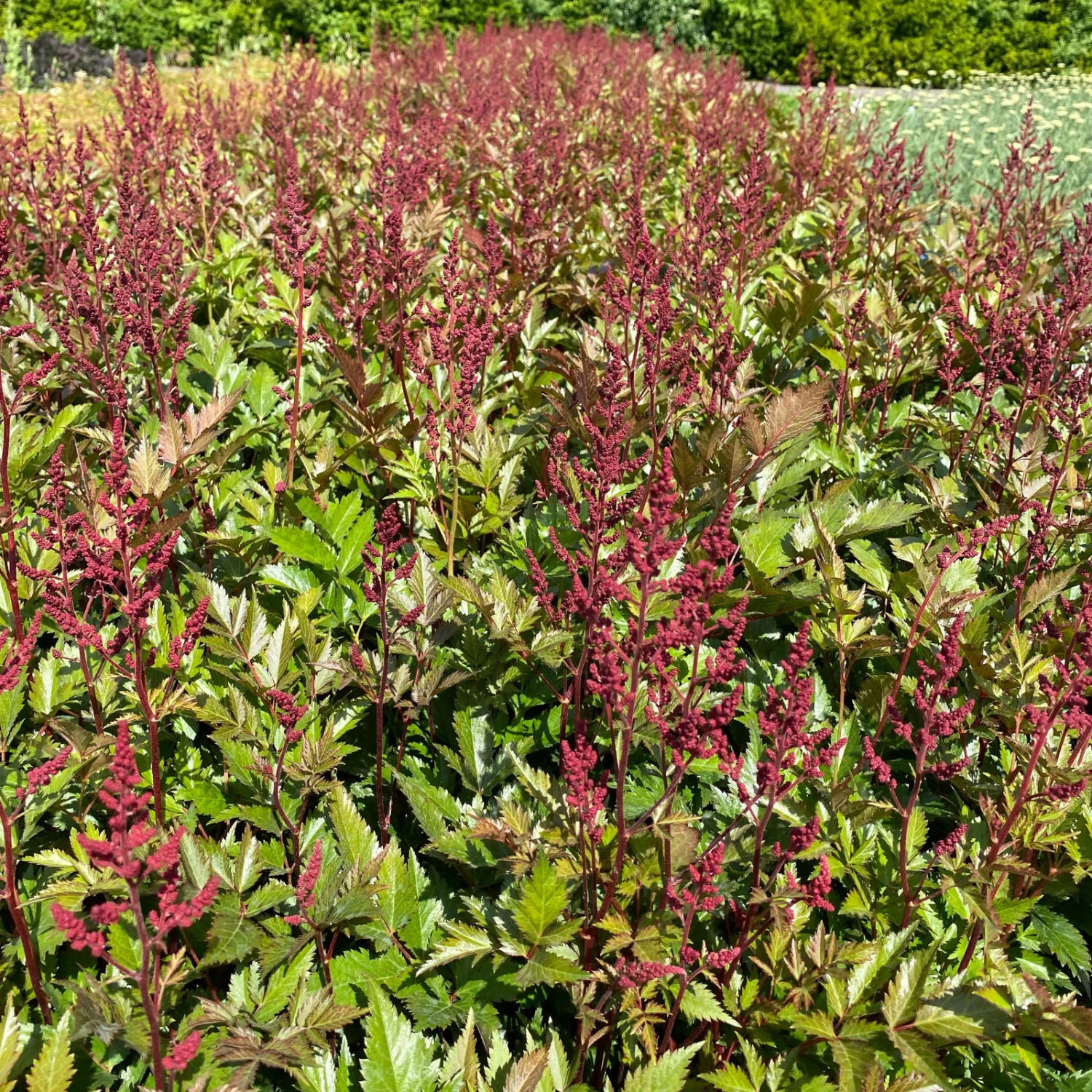 Bio Prachtspiere Rot, Topf-Ø 11 Cm, 3er-Set – Bild 8